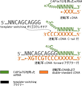 Template switching法の図