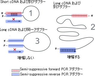 Semisuppressive PCR反応の図