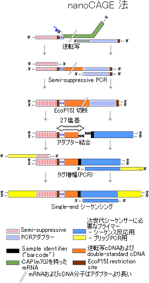 nanoCAGE法の図