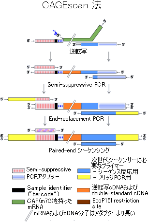 CAGEscan法の図