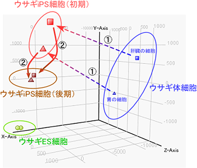 ウサギＥＳ細胞とウサギiPS細胞における遺伝子発現パターンの三次元主成分分析の図