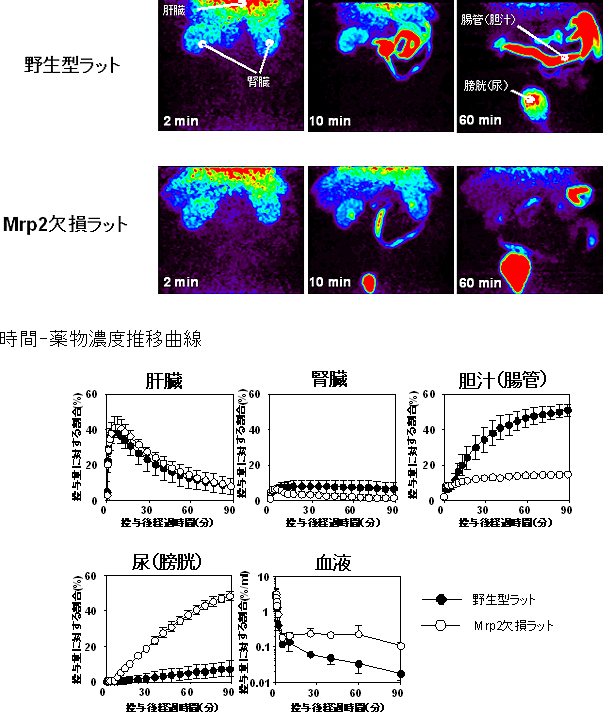 15R-[11C]TIC-Meをラット静脈内投与後の腹部組織のPETイメージング画像の図