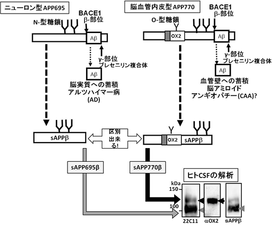 ニューロン由来のAPPと脳血管内皮細胞由来のAPPの図