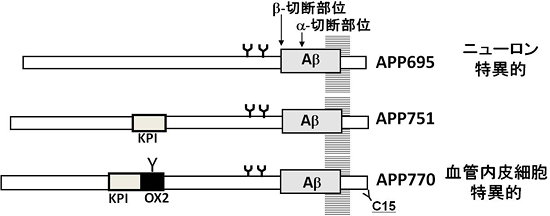 APPのスプライシングバリアントの図