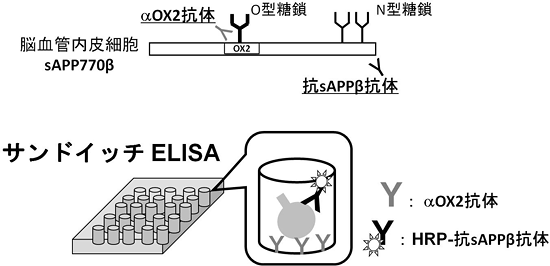 脳血管内皮細胞由来のsAPP770βの定量法の図