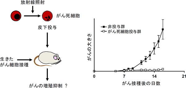 がんの死細胞を使ったがん免疫誘導実験の手法と結果の図