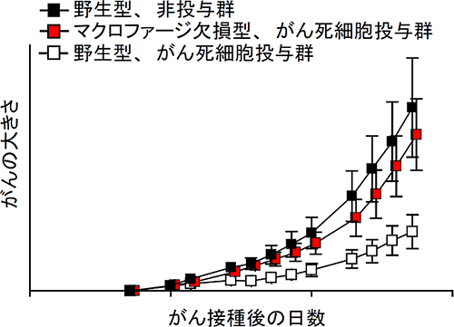 CD169陽性マクロファージによるがん免疫の強化の図