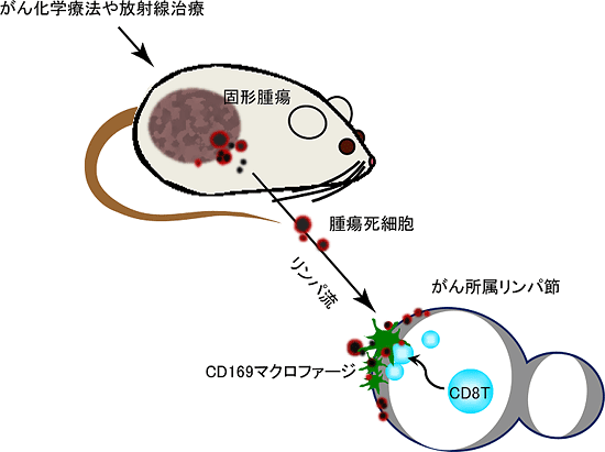 がん細胞の死とがん免疫