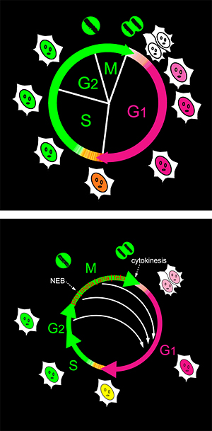 細胞周期とFucciの図