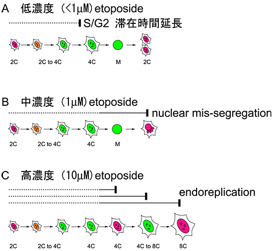 NMuMG/Fucci2細胞をetoposideで処理した際の3つの細胞応答多様性の図