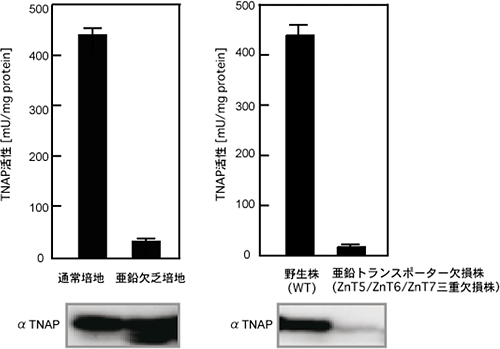 TNAP酵素活性（棒グラフ）及びTNAPの発現量（電気泳動のバンド）の図