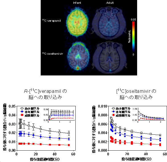 R-[11C]Verapamilおよび[11C]oseltamivirを投与したサル頭部のPETイメージング画像と時間-薬物濃度推移の図