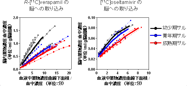 各齢サル個体の脳への薬剤取り込み速度の比較の図