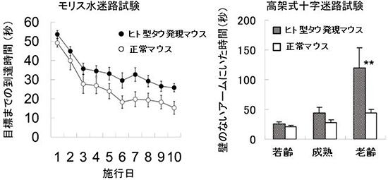 ヒト型タウ発現マウスの行動異常の図