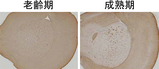 成熟期と老齢期で異なるタウタンパク質のリン酸化の図