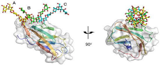 βGRP/GNBP3が3本鎖βグルカンを認識する様子の図