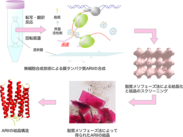 ARIIの無細胞合成から結晶構造解析までの流れの図