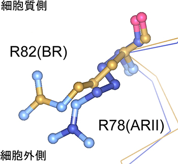 ARIIとバクテリオロドプシン（BR）のプロトン輸送に関わる部位の比較の図