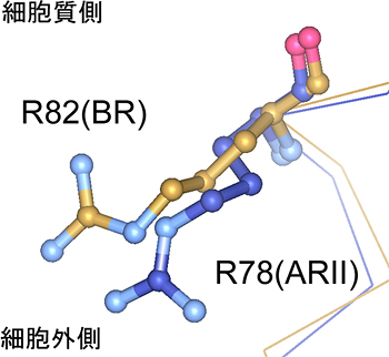 ARIIとバクテリオロドプシン(BR)のプロトン輸送に関わる部位の比較の図