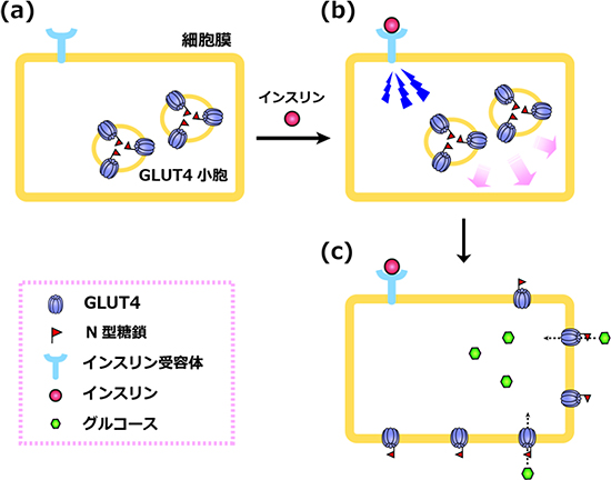 グルコース輸送体GLUT4のインスリンに応答した細胞膜への移行の図