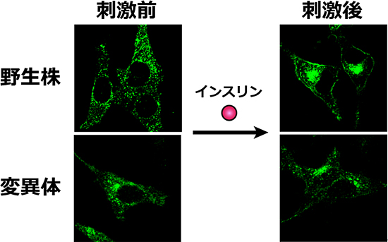 GLUT4のインスリン応答による細胞膜への移行にはN型糖鎖が必要であるの図