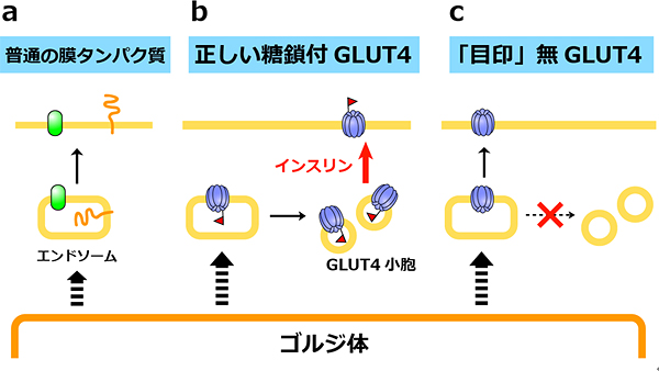 GLUT4の糖鎖に依存した細胞内局在とインスリン応答性の変化の図
