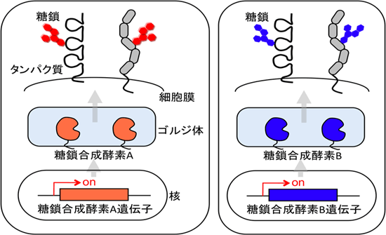 臓器・組織・細胞によって異なる糖鎖合成酵素の発現と糖鎖の形成の図