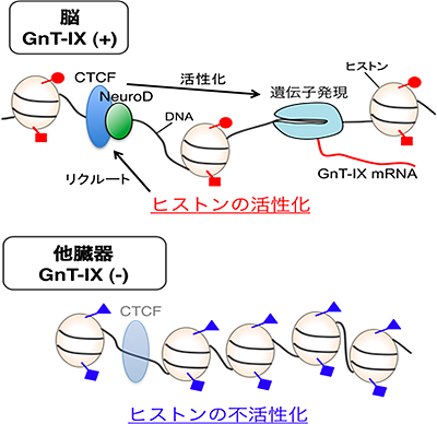 脳に特異的なGnT-IX遺伝子の発現の仕組みの図