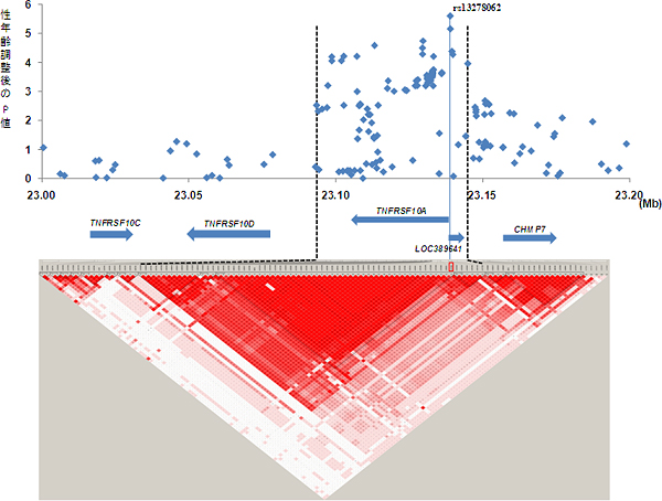 TNFRSF10A遺伝子周囲のSNPと滲出性AMDとの関連の図