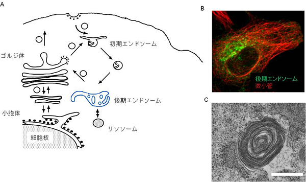 エンドサイトーシス経路と後期エンドソームの図