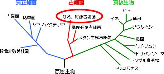 古細菌の進化系統樹の図