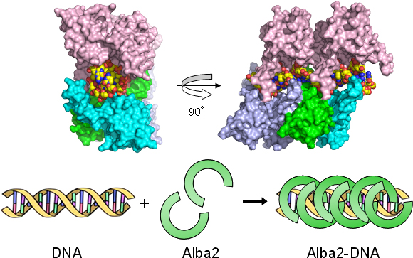 Alba2-DNA複合体構造の重合化の図