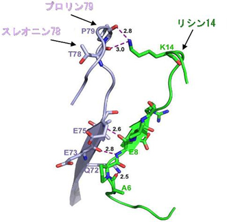 ニ量体間のアミノ酸と水素結合の図