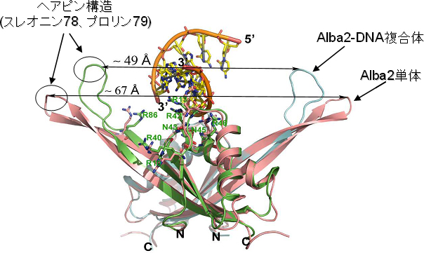Alba2タンパク質単体とAlba2-DNA複合体の重ね合わせの図