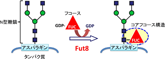 糖転移酵素Fut8によって形成されるコアフコース糖鎖構造の図