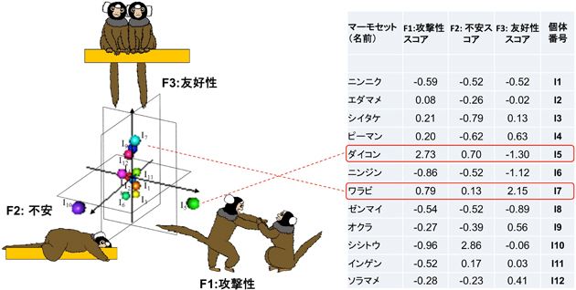 マーモセットの社会性行動には「個性」が存在の図