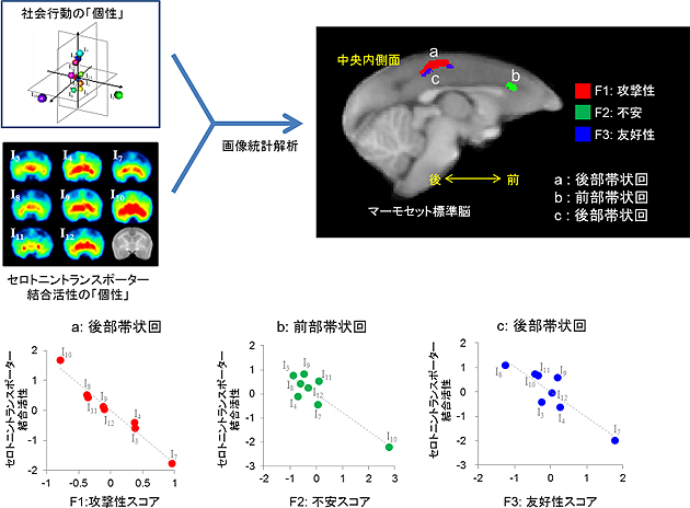セロトニントランスポーター機能と社会性行動が関連する脳領域の図