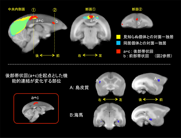 社会的状況が異なる場面での脳の神経活動の変化の図