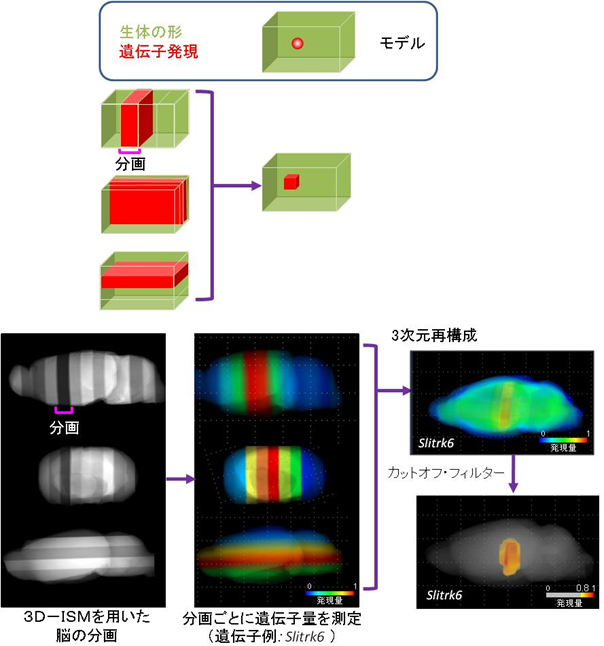 トランスクリプトームトモグラフィーの原理と実画像の図