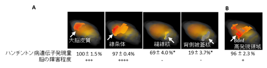 ハンチントン病遺伝子（Htt）発現量と脳障害程度の関係の図