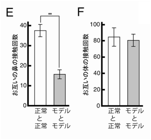 モデルマウスで見られた社会性行動の低下（２）の図