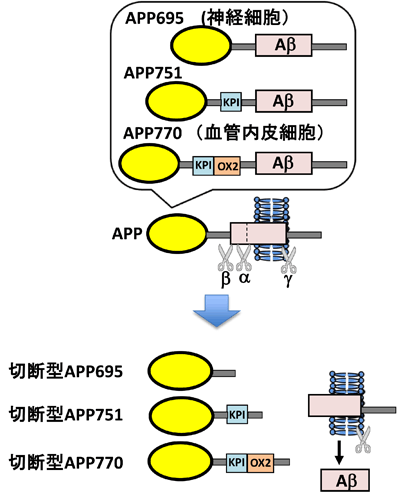アミロイドβ前駆体タンパク質(APP)とその代謝経路の図