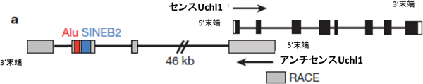 センスUchl1とアンチセンスUchl1のゲノム上の配列構造の図