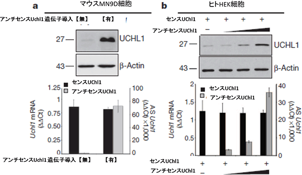 マウス由来細胞株（MN9D）とヒト由来細胞株（HEK）でのUCHL1タンパク質発現の図