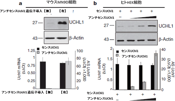 マウス由来細胞株(MN9D)とヒト由来細胞株(HEK)でのUCHL1タンパク質発現の図