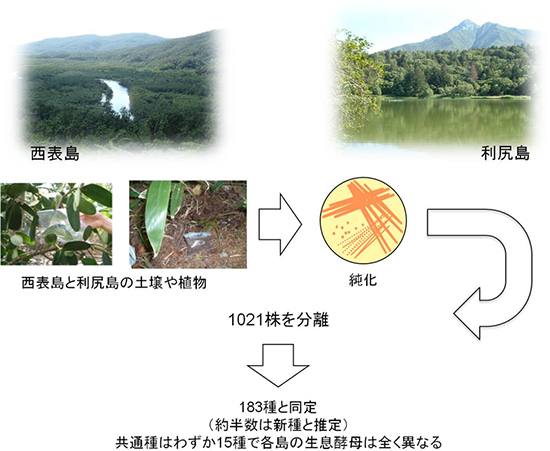 本研究の流れの図