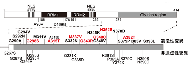 TDP-43タンパク質の構造とALS患者における変異の図