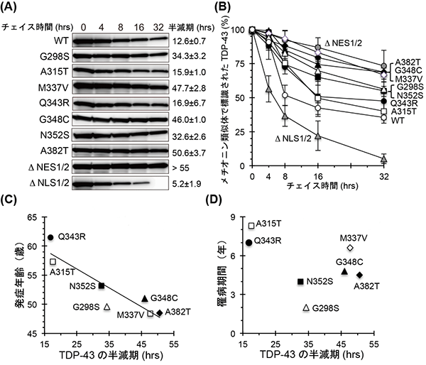 TDP-43タンパク質の半減期はALSの発症時期と相関するの図