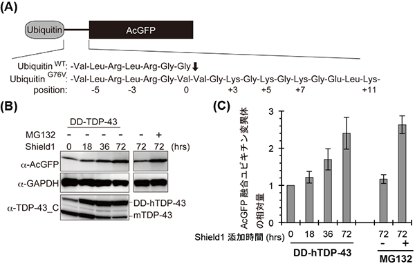 安定化させたTDP-43タンパク質の蓄積による、細胞内のプロテアソーム活性の低下の図