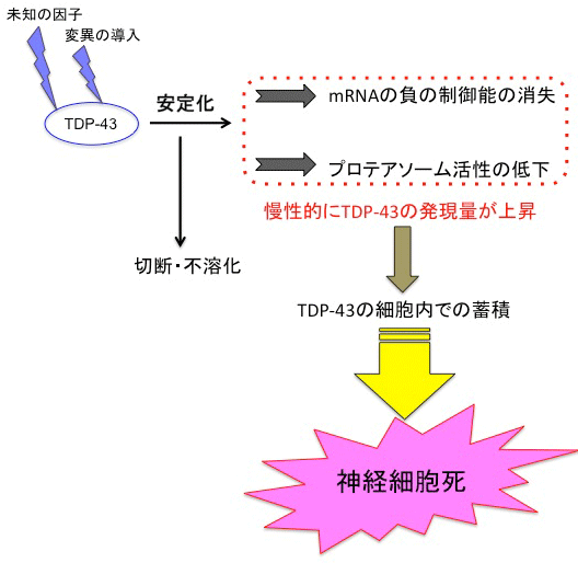 本研究内容のまとめの図